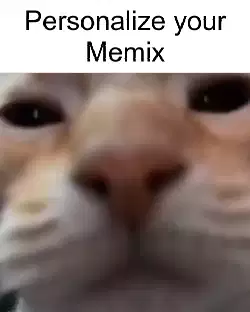 cat-orange-selfie