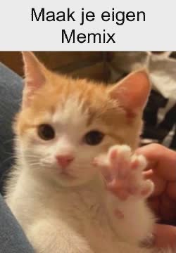 Small Cat Puts Paws Up 