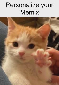 Small Cat Puts Paws Up 