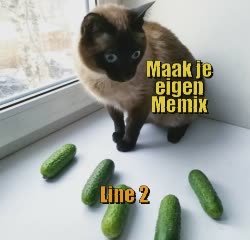 Cat Looks At Pickels 