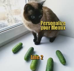 Cat Looks At Pickels 