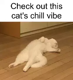 Check out this cat's chill vibe meme