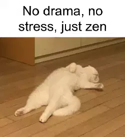 No drama, no stress, just zen meme