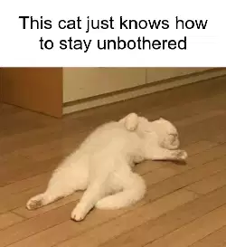 This cat just knows how to stay unbothered meme