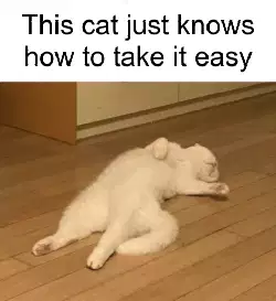 This cat just knows how to take it easy meme