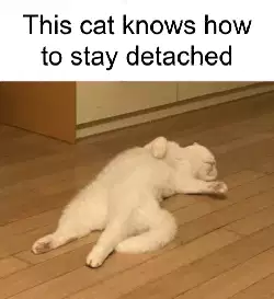This cat knows how to stay detached meme