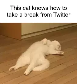 This cat knows how to take a break from Twitter meme