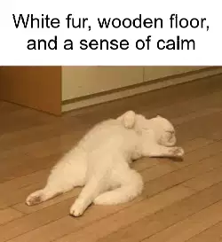 White fur, wooden floor, and a sense of calm meme