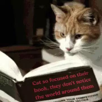 Cat so focused on their book, they don't notice the world around them meme