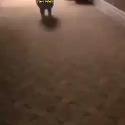 cat-run-camera