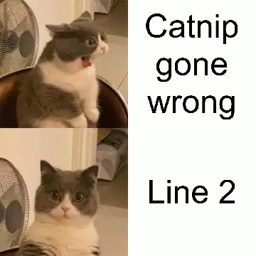 Catnip gone wrong meme