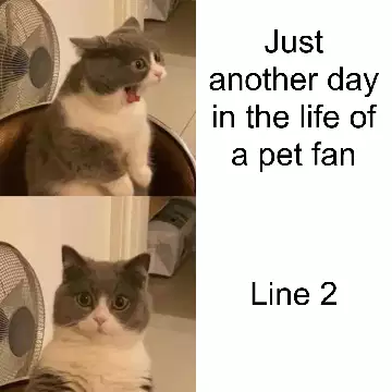 Just another day in the life of a pet fan meme