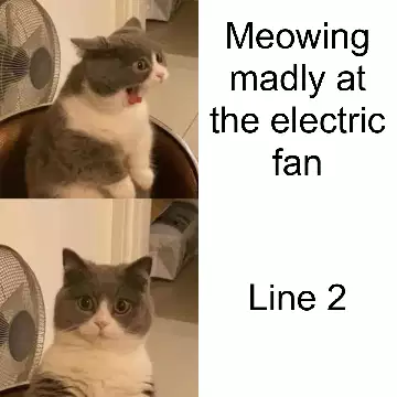 Meowing madly at the electric fan meme