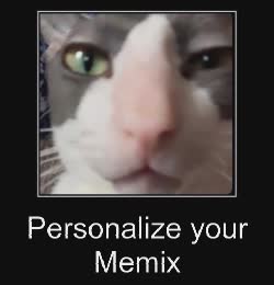 cat-serious-right-now-bro