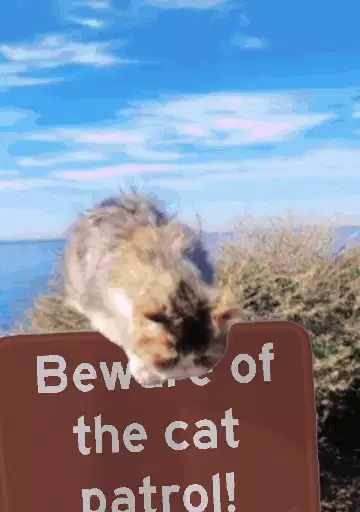 Beware of the cat patrol! meme