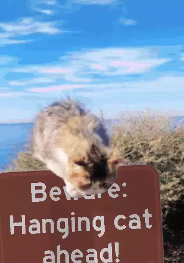 Beware: Hanging cat ahead! meme