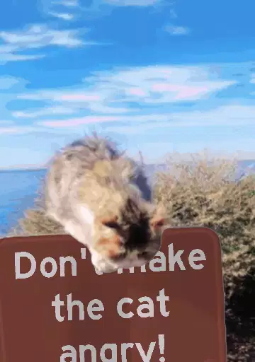 Don't make the cat angry! meme