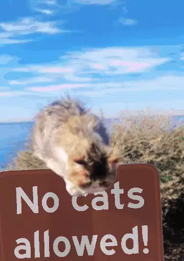No cats allowed! meme