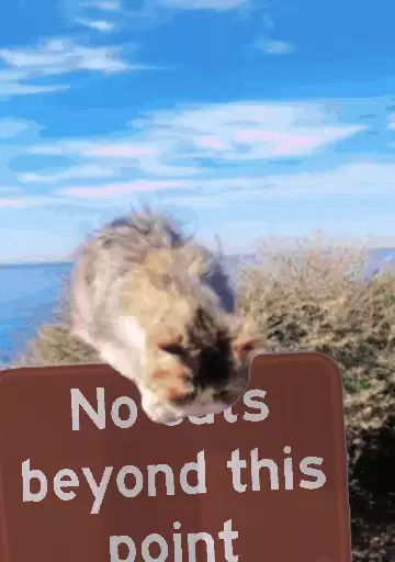 No cats beyond this point meme