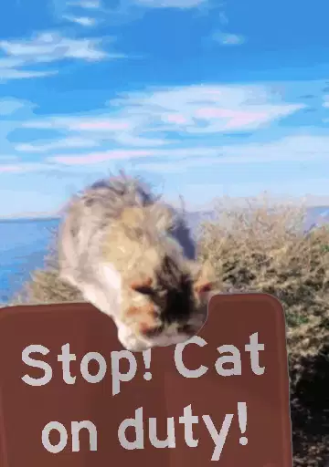 Stop! Cat on duty! meme