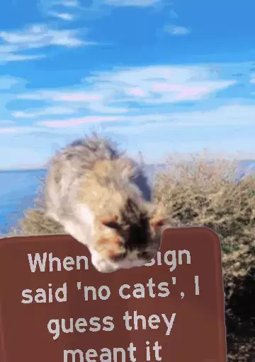 When the sign said 'no cats', I guess they meant it meme