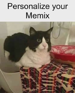 Cat Stares Ahead Blankly 