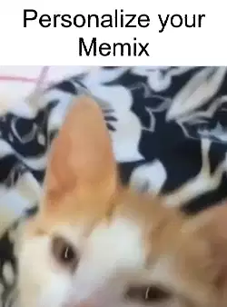 A Sleepy Cat Closes His Eyes 