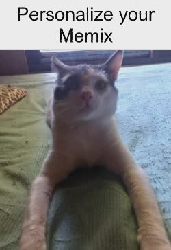 cat-stare-palms