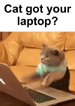 Cat got your laptop? meme