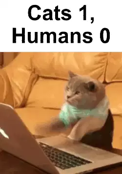 Cats 1, Humans 0 meme
