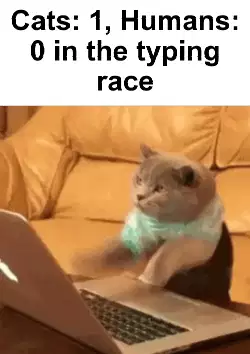Cats: 1, Humans: 0 in the typing race meme