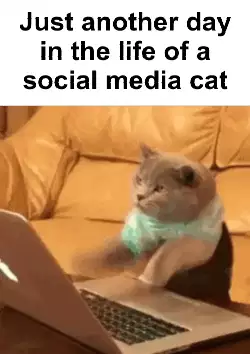 Just another day in the life of a social media cat meme