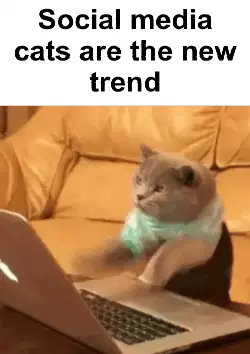 Social media cats are the new trend meme