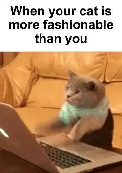 When your cat is more fashionable than you meme