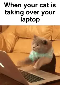 When your cat is taking over your laptop meme