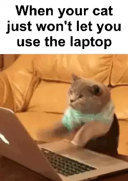 When your cat just won't let you use the laptop meme
