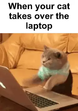 When your cat takes over the laptop meme