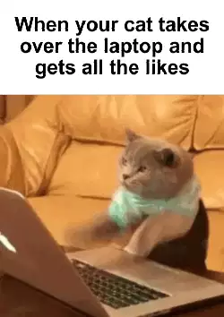 When your cat takes over the laptop and gets all the likes meme