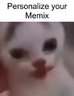 cat-watermelon-drag
