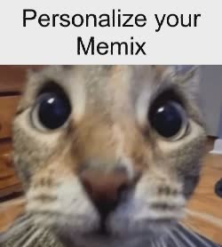 cat-zoom-close