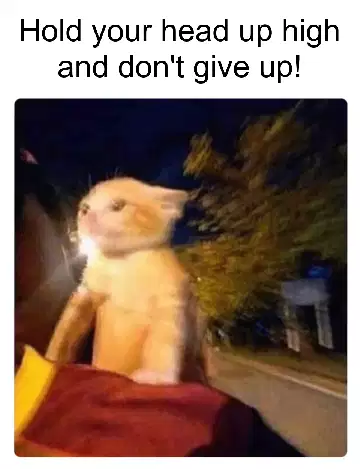 Hold your head up high and don't give up! meme
