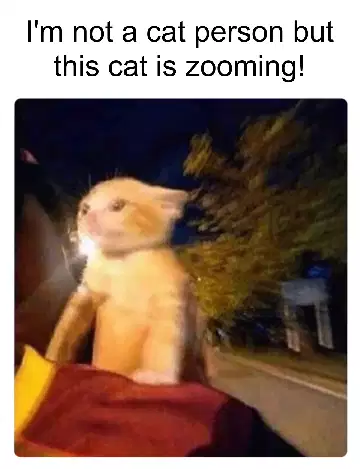 I'm not a cat person but this cat is zooming! meme