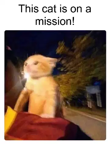 This cat is on a mission! meme