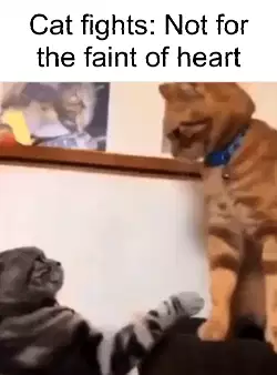 Cat fights: Not for the faint of heart meme