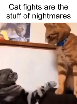 Cat fights are the stuff of nightmares meme