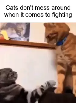 Cats don't mess around when it comes to fighting meme