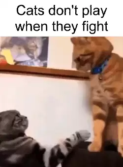 Cats don't play when they fight meme
