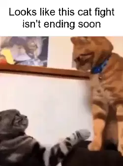 Looks like this cat fight isn't ending soon meme