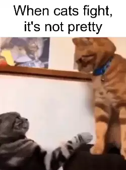 When cats fight, it's not pretty meme