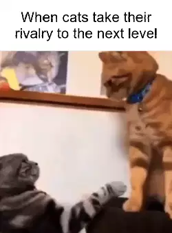 When cats take their rivalry to the next level meme